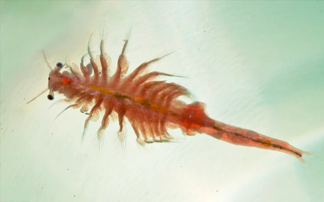 Frozen Brine Shrimp Cube Frozen Brine Shrimp Cube