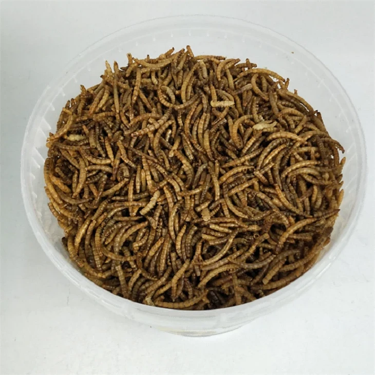 Microwaved Dried Mealworms Fish Food Microwaved Dried Mealworms Fish Food
